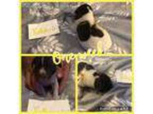 German Shorthaired Pointer Puppy for sale in Marana, AZ, USA