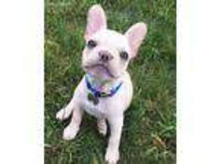 French Bulldog Puppy for sale in Barker, NY, USA