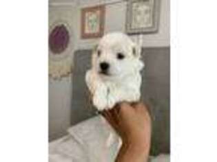 Maltese Puppy for sale in Goldsboro, NC, USA