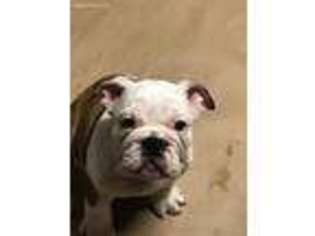 Bulldog Puppy for sale in Birmingham, AL, USA