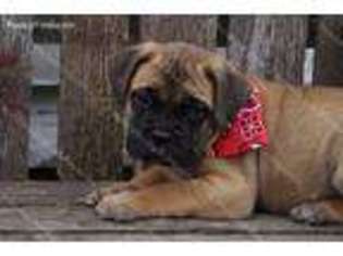 Medium Photo #1 Bullmastiff Puppy For Sale in Milford, NE, USA
