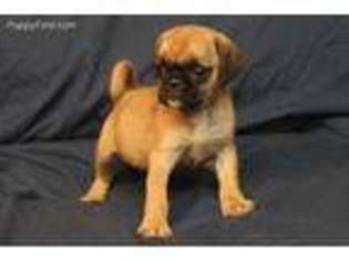 Pug Puppy for sale in Clarkson, KY, USA