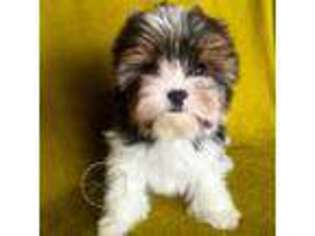 Biewer Terrier Puppy for sale in Plainfield, IL, USA