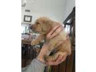 Labradoodle Puppy for sale in El Dorado Hills, CA, USA