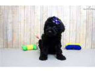 Labradoodle Puppy for sale in Chillicothe, OH, USA