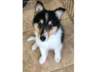 Collie Puppy for sale in Austin, TX, USA