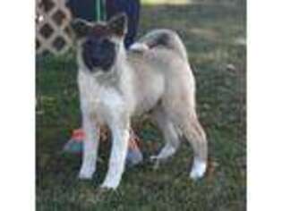 Akita Puppy for sale in Clayton, IL, USA