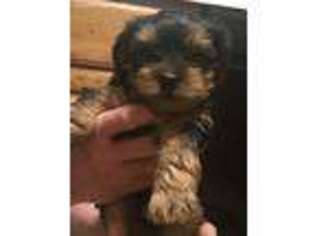 Yorkshire Terrier Puppy for sale in Fond Du Lac, WI, USA