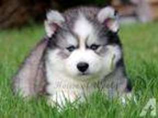 Siberian Husky Puppy for sale in SAN DIEGO, CA, USA