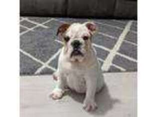 Bulldog Puppy for sale in Dundee, OH, USA