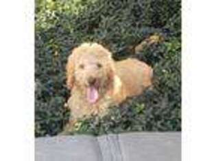 Labradoodle Puppy for sale in Mundelein, IL, USA