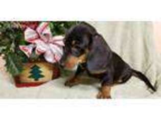 Dachshund Puppy for sale in Narvon, PA, USA