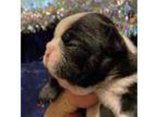Boston Terrier Puppy for sale in Washington, NC, USA