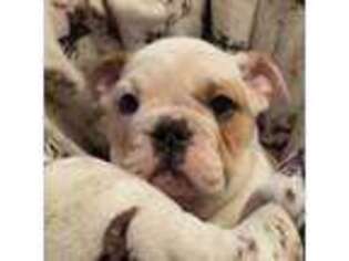 Bulldog Puppy for sale in Carthage, TN, USA