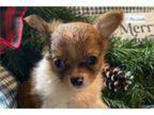 Chihuahua Puppy for sale in Columbia, MO, USA