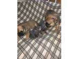 French Bulldog Puppy for sale in Fraser, MI, USA
