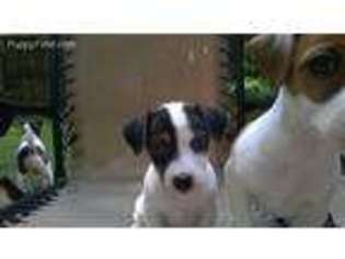 Jack Russell Terrier Puppy for sale in Acworth, GA, USA