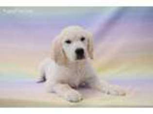 Golden Retriever Puppy for sale in Phillipsburg, NJ, USA