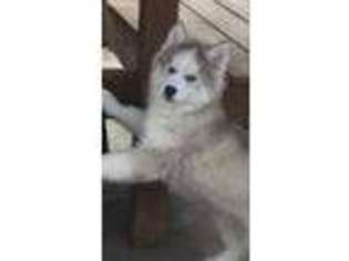 Siberian Husky Puppy for sale in Quincy, IL, USA