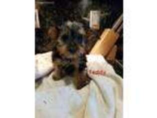 Yorkshire Terrier Puppy for sale in North Brunswick, NJ, USA