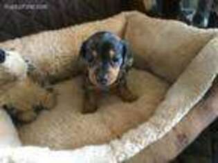 Dachshund Puppy for sale in Los Lunas, NM, USA