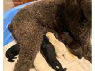 Labradoodle Puppy for sale in Scottsville, KY, USA