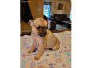 Pug Puppy for sale in Penn Yan, NY, USA