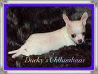 Chihuahua Puppy for sale in Brooksville, MS, USA