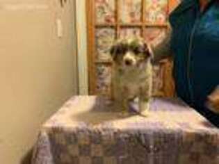 Miniature Australian Shepherd Puppy for sale in Owensville, MO, USA