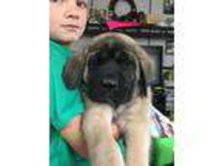 Mastiff Puppy for sale in Camden, MI, USA