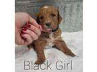 Goldendoodle Puppy for sale in Marseilles, IL, USA