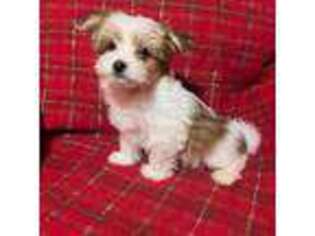 Mutt Puppy for sale in Newton, MA, USA