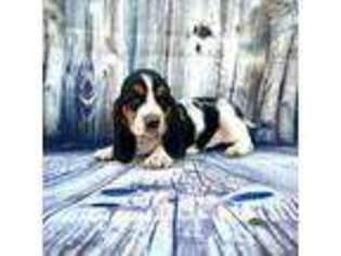 Basset Hound Puppy for sale in Roosevelt, UT, USA