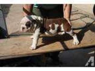 Bulldog Puppy for sale in PARLIER, CA, USA
