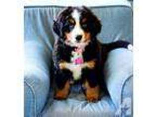 Bernese Mountain Dog Puppy for sale in CLARKESVILLE, GA, USA