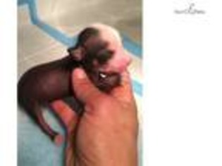 Chinese Crested Puppy for sale in Fayetteville, AR, USA