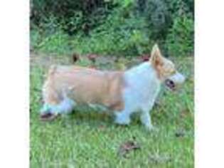 Pembroke Welsh Corgi Puppy for sale in Conehatta, MS, USA