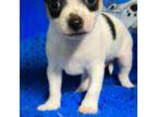 Chihuahua Puppy for sale in Eastman, GA, USA