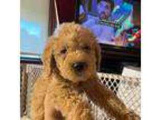 Labradoodle Puppy for sale in Taunton, MA, USA