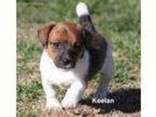 Jack Russell Terrier Puppy for sale in Seymour, TX, USA