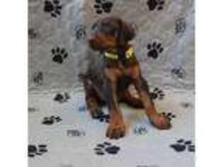 Doberman Pinscher Puppy for sale in Wilmington, NC, USA