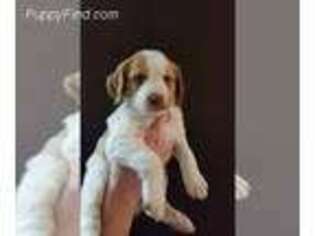 Brittany Puppy for sale in Tonopah, NV, USA