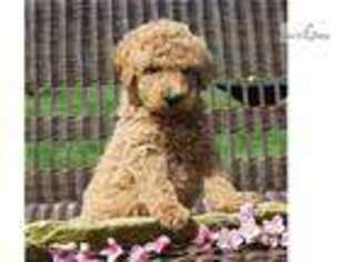 Goldendoodle Puppy for sale in Harrisburg, PA, USA