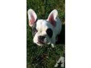 French Bulldog Puppy for sale in PRIOR LAKE, MN, USA