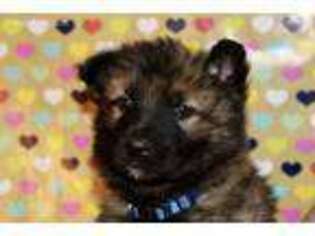 German Shepherd Dog Puppy for sale in Olympia, WA, USA