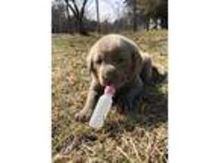 Labrador Retriever Puppy for sale in Gladwin, MI, USA