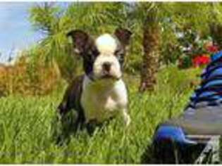 Boston Terrier Puppy for sale in San Diego, CA, USA