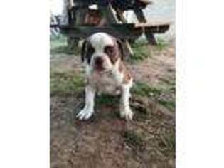 American Bulldog Puppy for sale in Mabank, TX, USA
