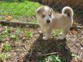 Siberian Husky Puppy for sale in Watertown, WI, USA