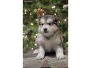 Alaskan Malamute Puppy for sale in Fort Wayne, IN, USA